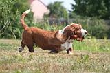 BASSET HOUND 217